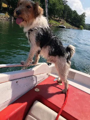 Chien Perdu 24 Dordogne Les Eyzies